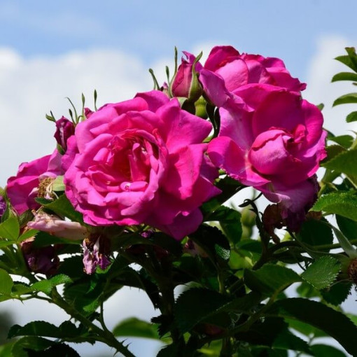Climbing Rose 'Pink Cloud' 4L pot