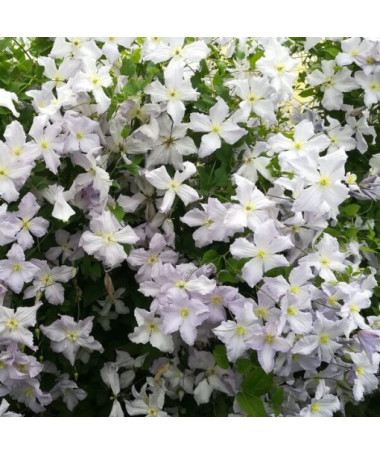 Clematis Blue Angel (viticella)