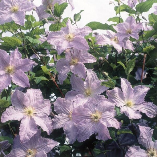 Clematis Blue Angel (viticella)