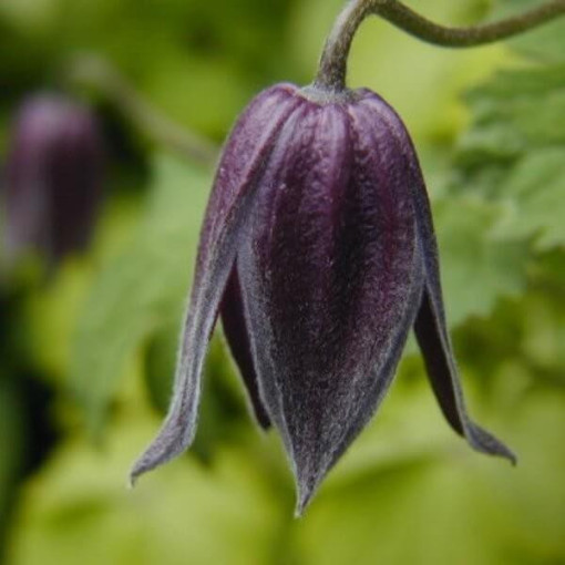 Clematis Betina (botanical) P9/C1