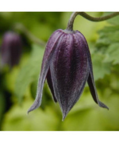 Clematis Betina (botanical) P9/C1