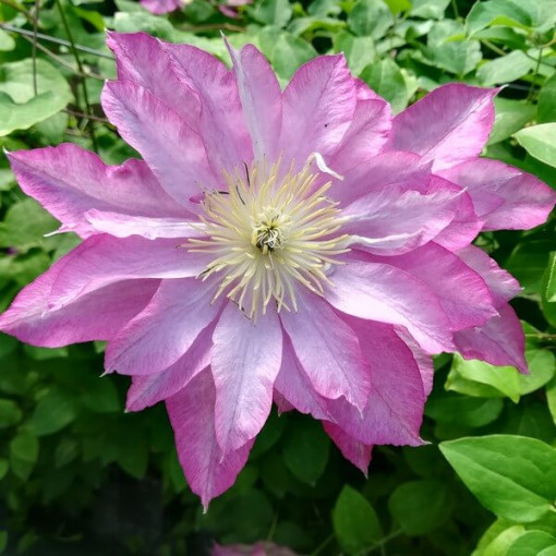 Clematis Asao (large-flowered)