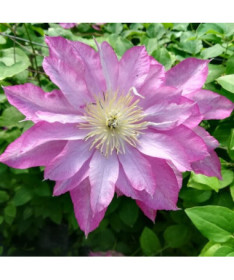 Clematis Asao (large-flowered)