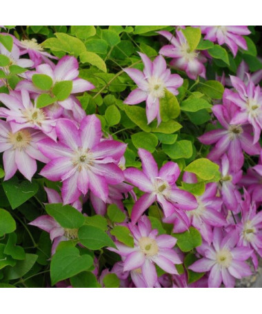 Clematis Asao (large-flowered)