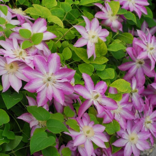 Clematis Asao (large-flowered)