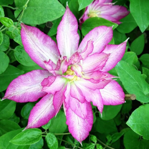 Clematis Asao (large-flowered)