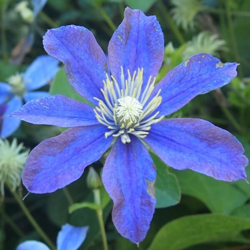 Clematis Arabella (herbaceous, ground cover)