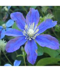 Clematis Arabella (herbaceous, ground cover)