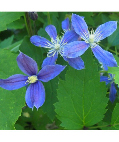 Clematis Arabella (herbaceous, ground cover)