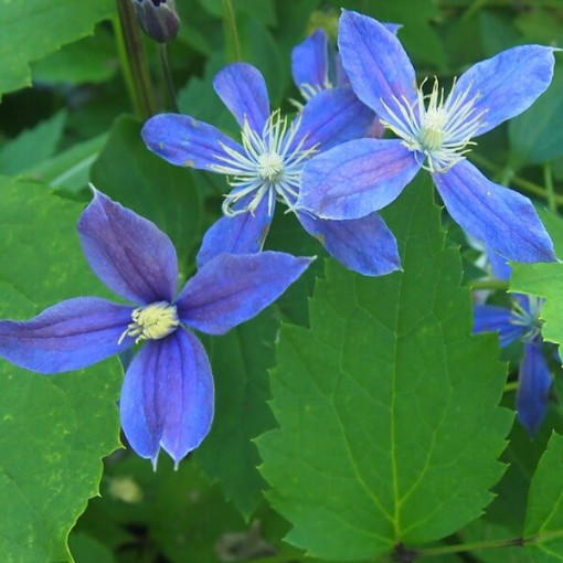 Clematis Arabella (herbaceous, ground cover)