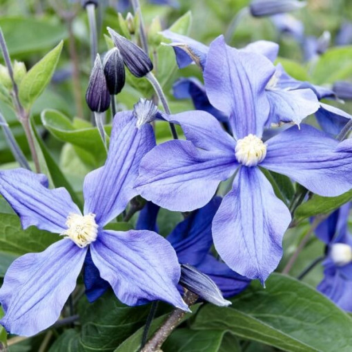 Clematis Arabella (herbaceous, ground cover)