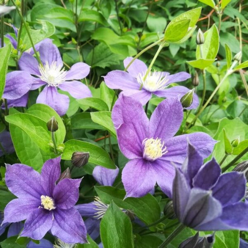 Clematis Arabella (herbaceous, ground cover)