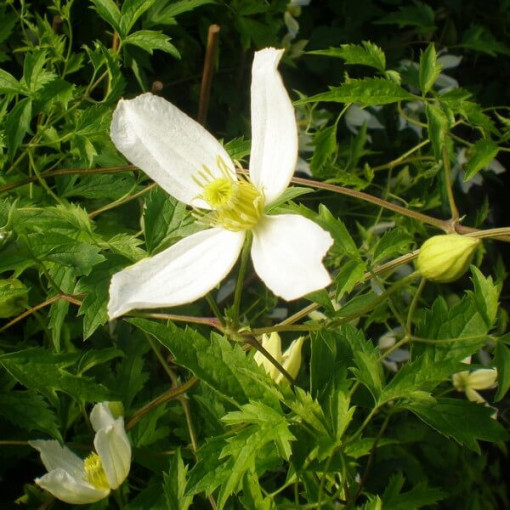 Clematis Anita (botanical)