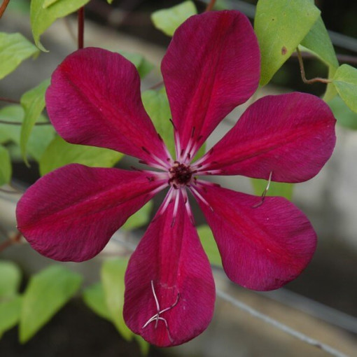 Clematis Allanah (large-flowered)