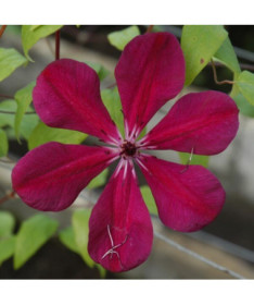 Clematis Allanah (large-flowered)