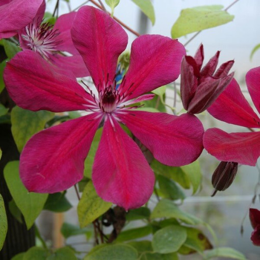 Clematis Allanah (large-flowered)