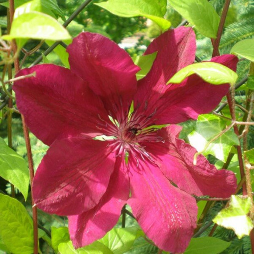 Clematis Allanah (large-flowered)