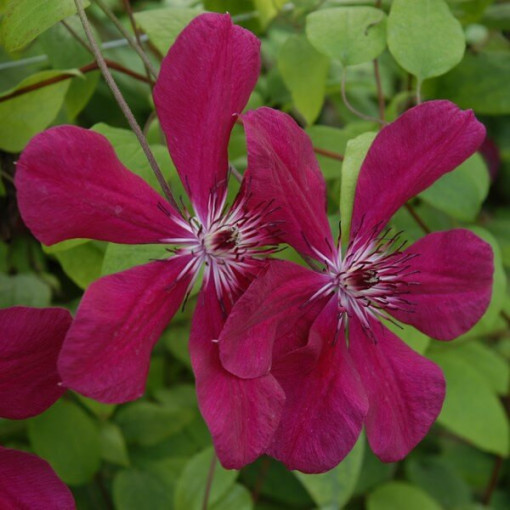 Clematis Allanah (large-flowered)