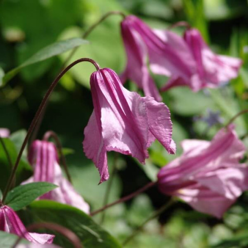 Clematis Alionushka