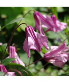 Clematis Alionushka