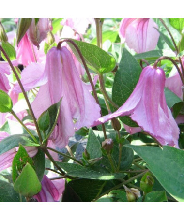 Clematis Alionushka