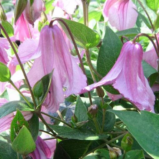 Clematis Alionushka
