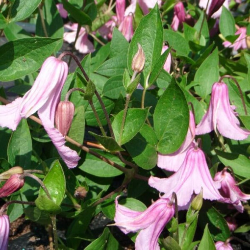 Clematis Alionushka
