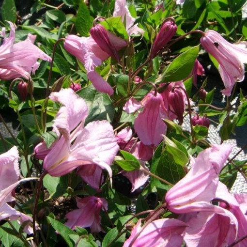 Clematis Alionushka