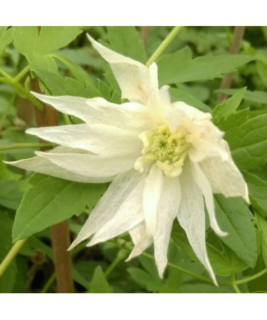 Clematis Albina Plena (botanical) DOUBLE