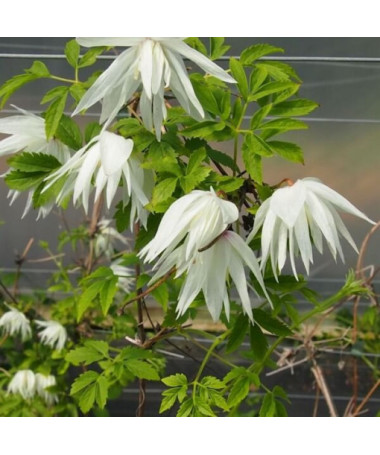 Clematis Albina Plena (botanical) DOUBLE