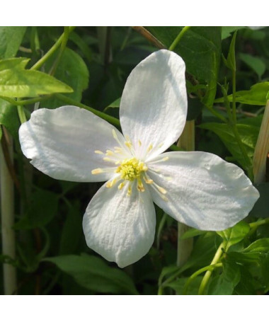 Clematis Alba P9/C1 i 2l