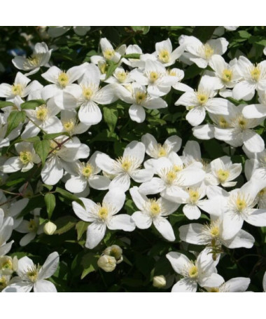 Clematis Alba P9/C1 i 2l