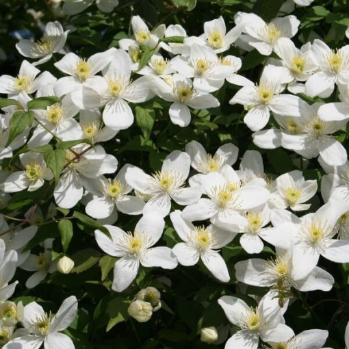 Clematis Alba P9/C1 i 2l