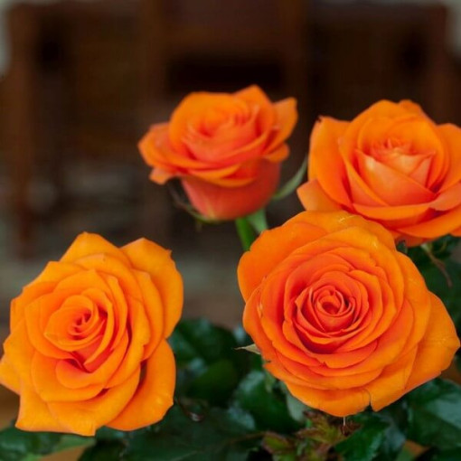 Hybrid Tea Rose 'Sika' 4L pot