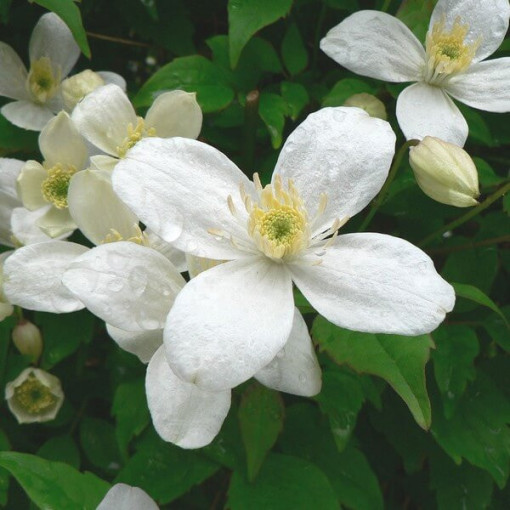 Clematis Alba P9/C1 i 2l