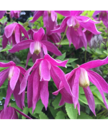 Clematis (double) Ruby P9/C1