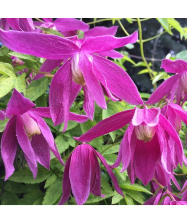 Clematis (double) Ruby P9/C1