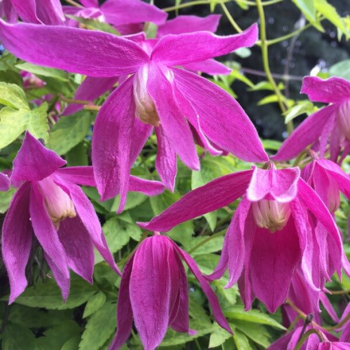 Clematis (double) Ruby P9/C1