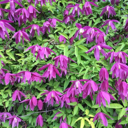 Clematis (double) Ruby P9/C1
