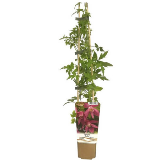 Clematis (double) Ruby P9/C1