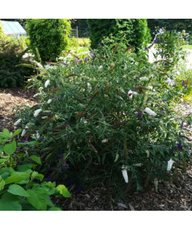 Buddleja davidii 'White Bouquet' pot 2L