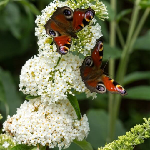 Buddleja davidii 'White Bouquet' pot 2L