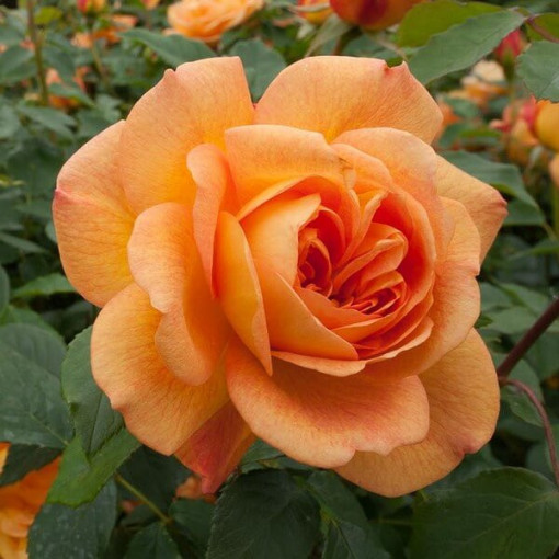 Hybrid Tea Rose 'Sika' 4L pot