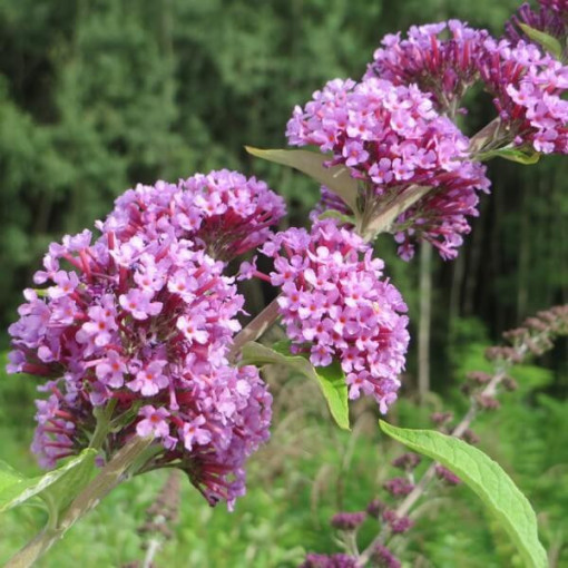 Fountain Butterfly Bush (Buddleja alternifolia) pot 2L