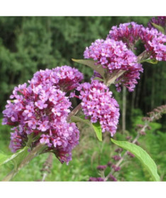 Fountain Butterfly Bush (Buddleja alternifolia) pot 2L