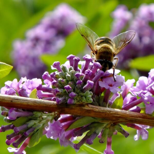 Fountain Butterfly Bush (Buddleja alternifolia) pot 2L