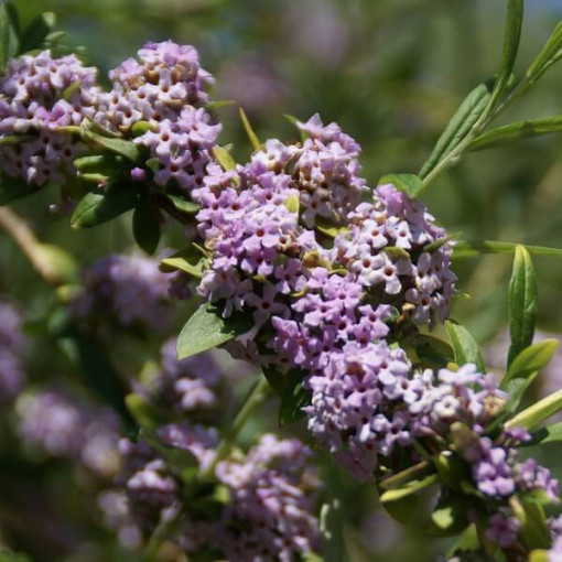 Fountain Butterfly Bush (Buddleja alternifolia) pot 2L