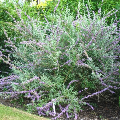 Fountain Butterfly Bush (Buddleja alternifolia) pot 2L