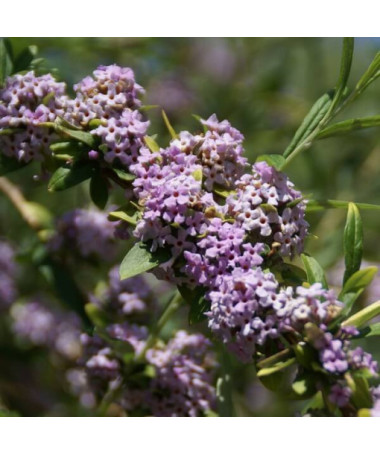 Alternate-leaved Buddleja (Buddleja alternifolia) P9/C1