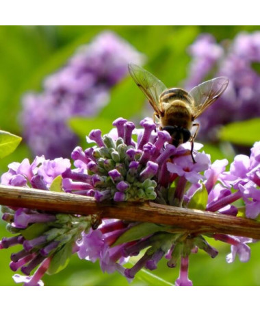 Alternate-leaved Buddleja (Buddleja alternifolia) P9/C1